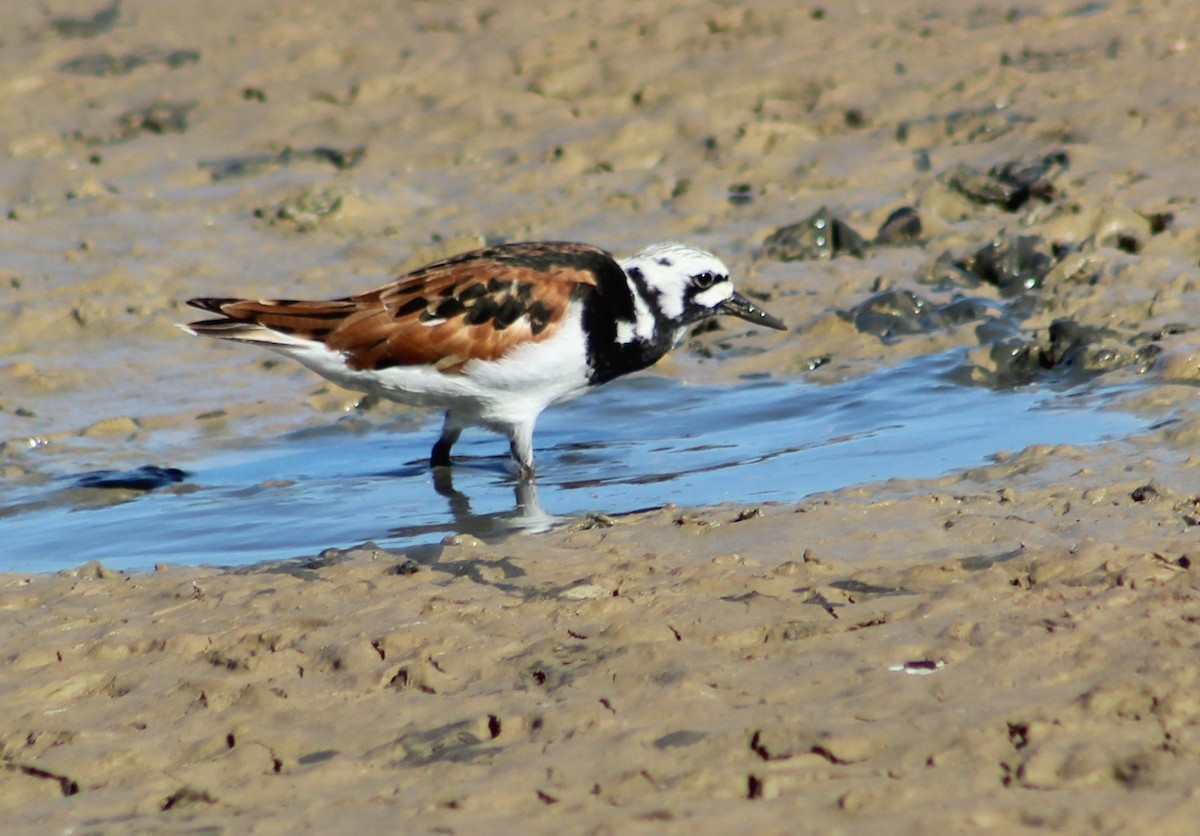 Ruddy Turnstone - Tommy DeBardeleben