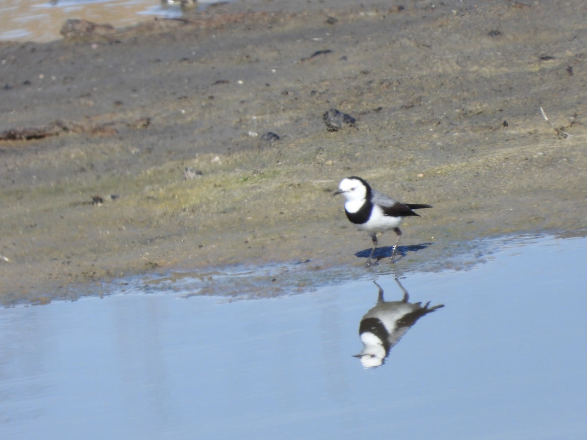 White-fronted Chat - Amara Bharathy