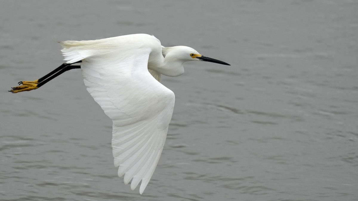 Snowy Egret - Sunil Thirkannad