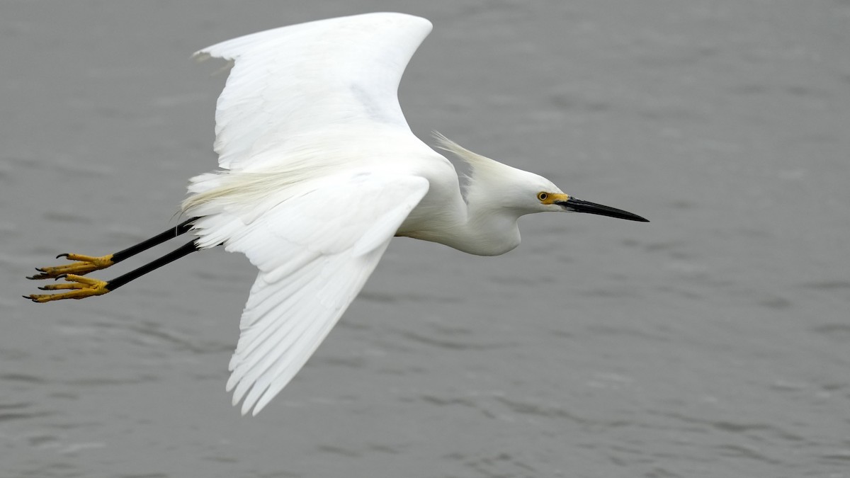 Snowy Egret - Sunil Thirkannad