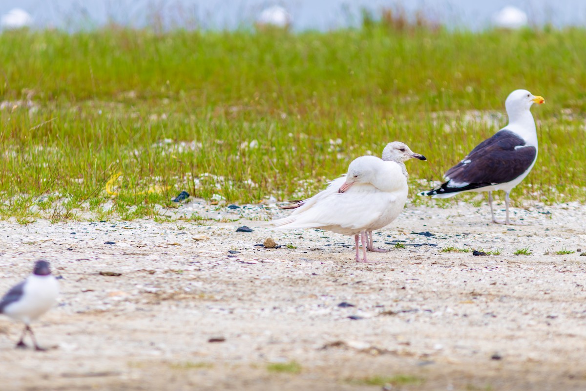 Glaucous Gull - Eric Kershner