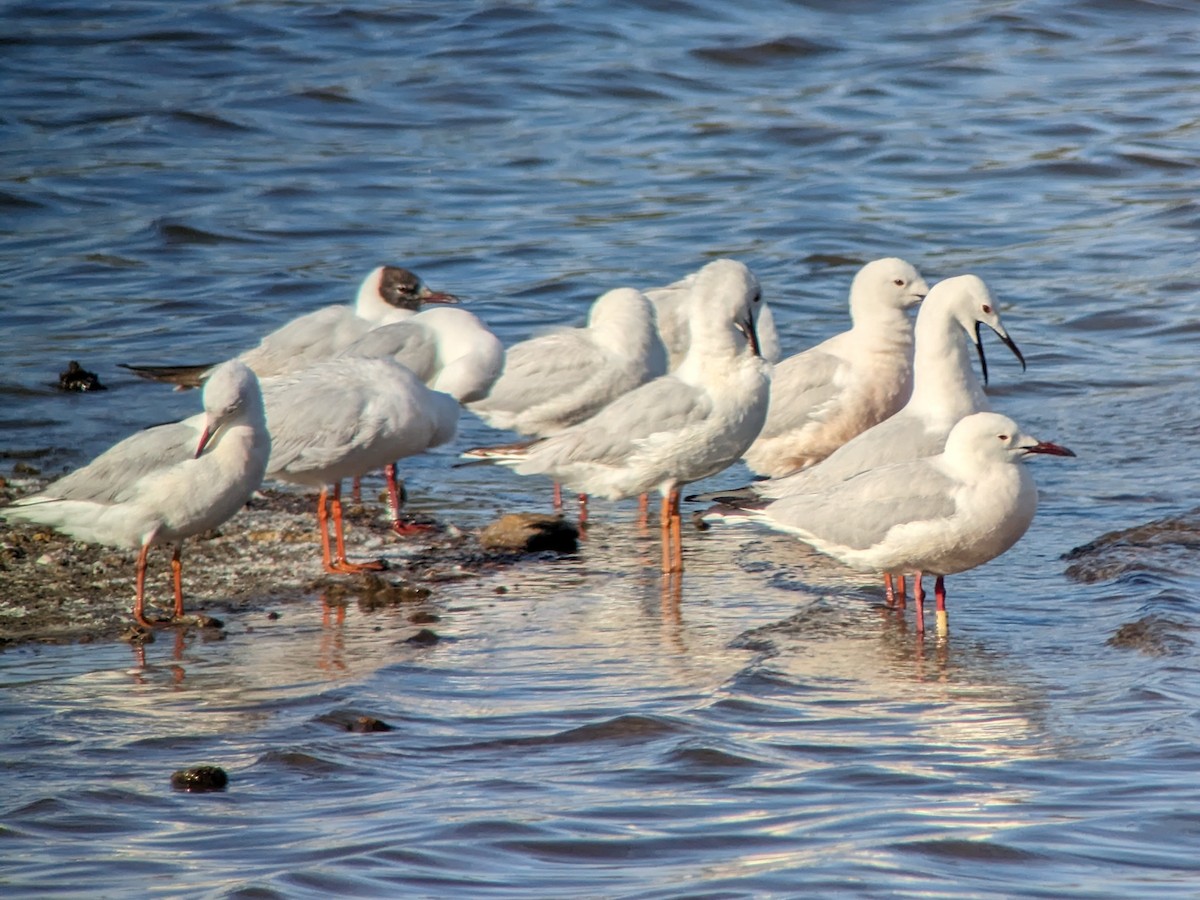 Slender-billed Gull - ML619275489