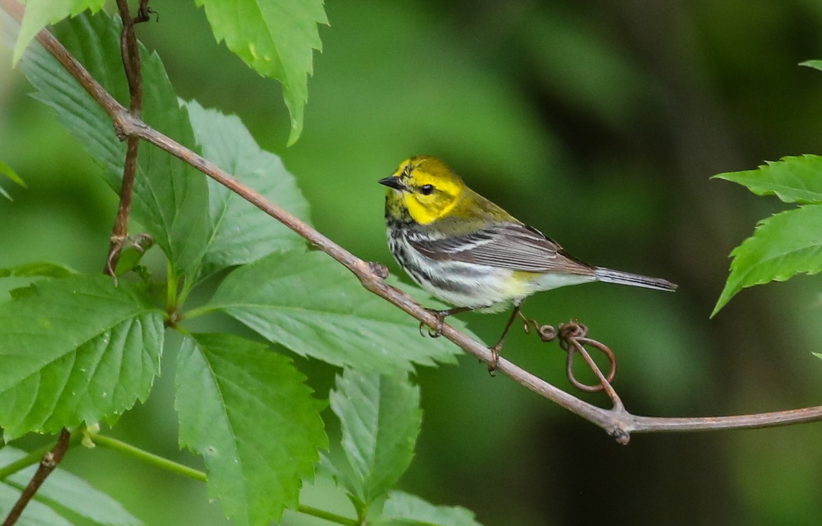 Black-throated Green Warbler - Debbie Parker