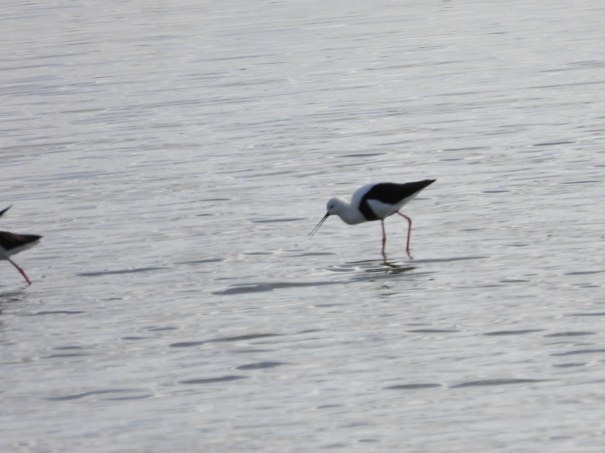 Banded Stilt - Amara Bharathy