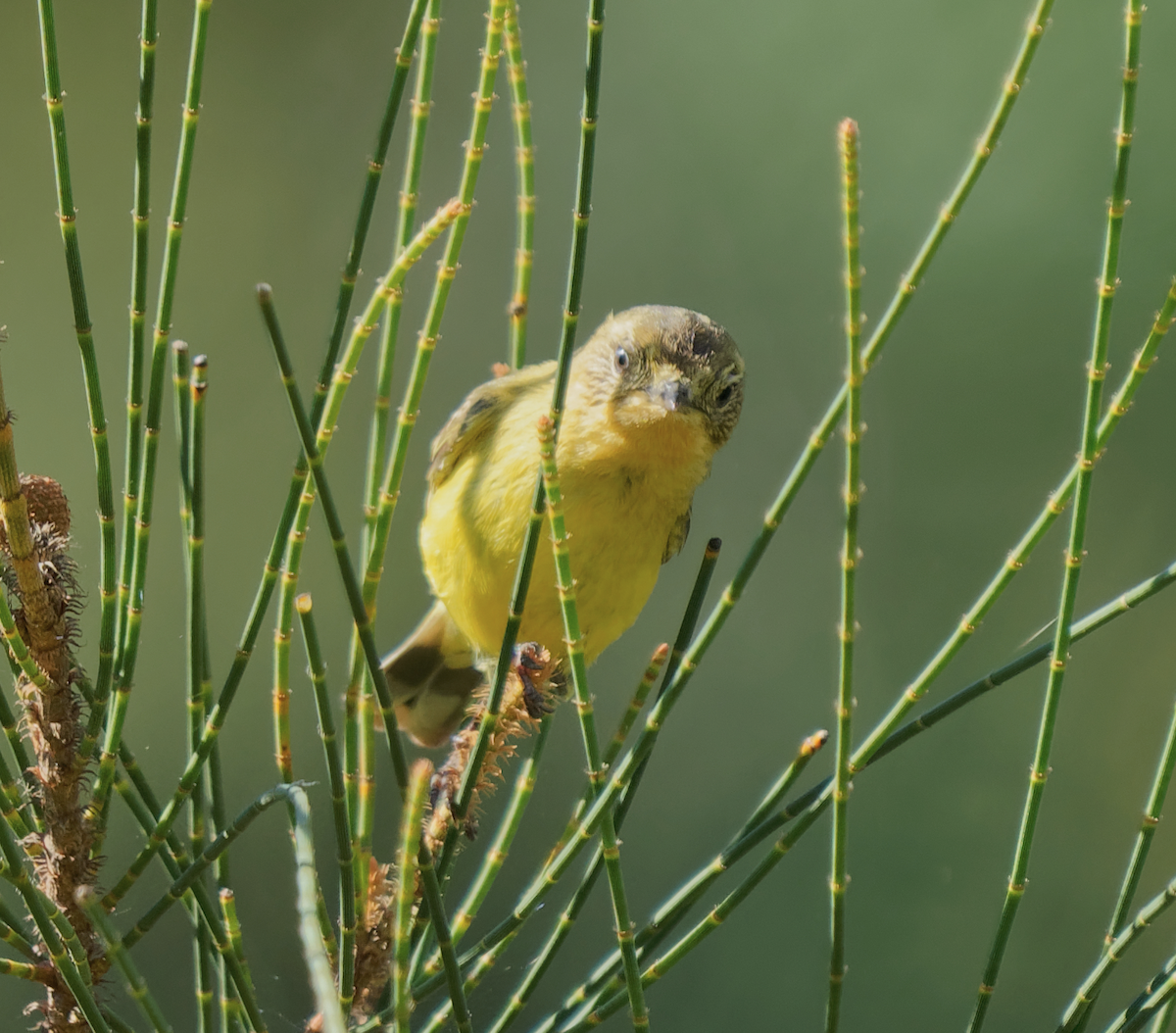 Yellow Thornbill - Kevin Huang