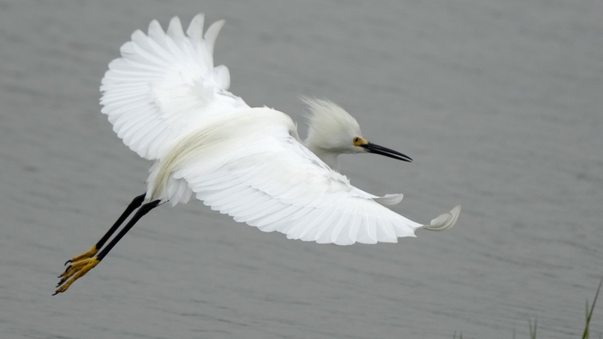 Snowy Egret - ML619275522