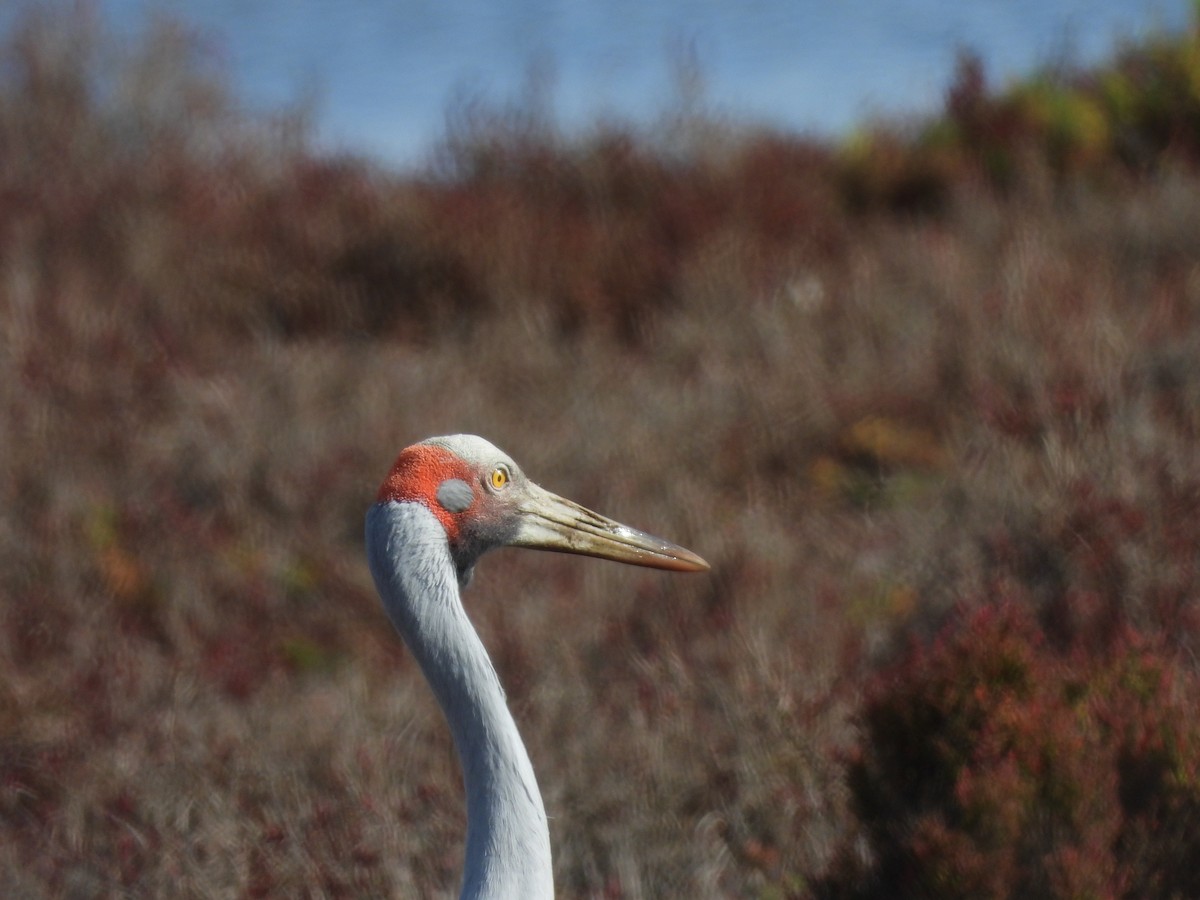 Brolga - Amara Bharathy