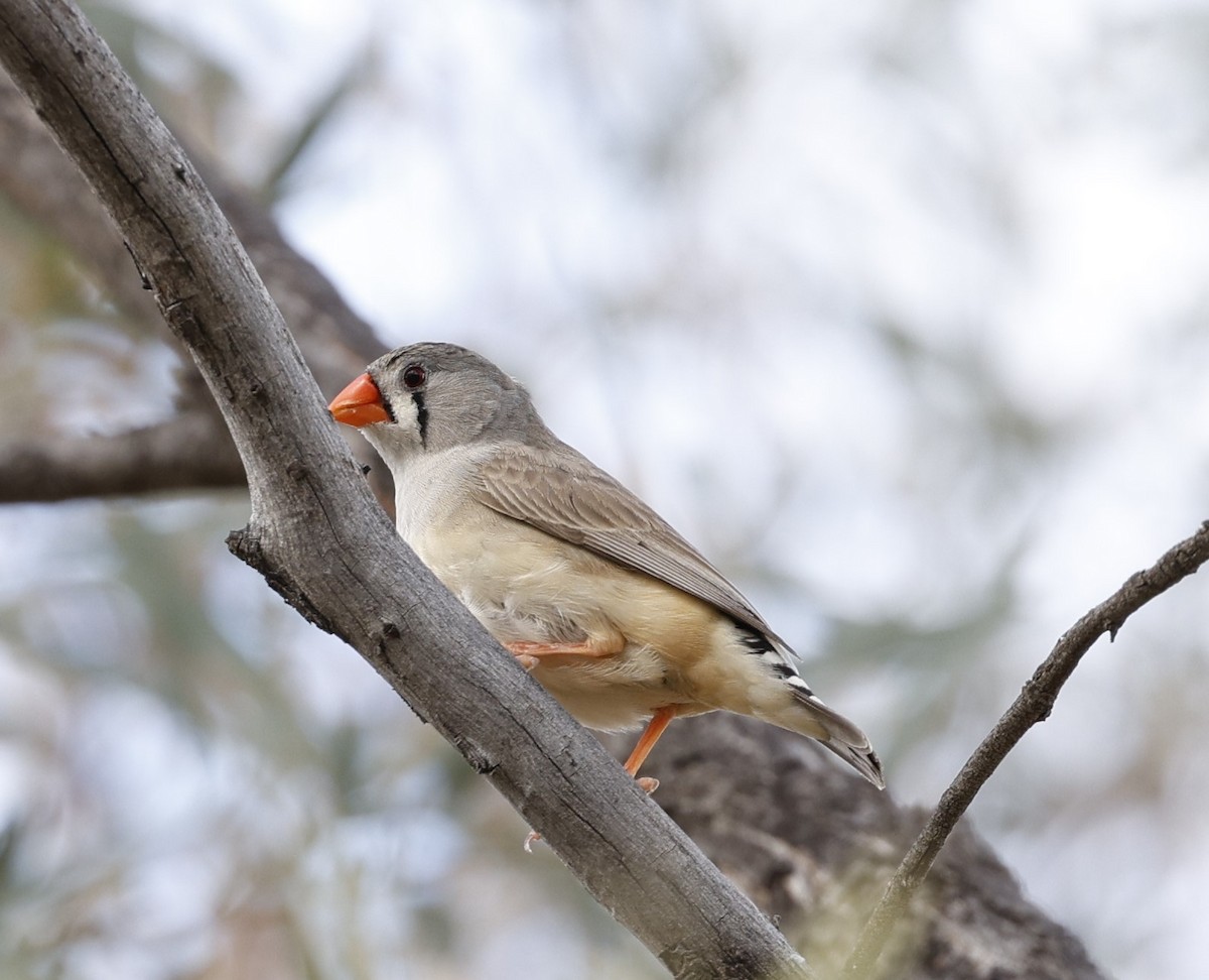 Zebra Finch (Australian) - Cathy Pert