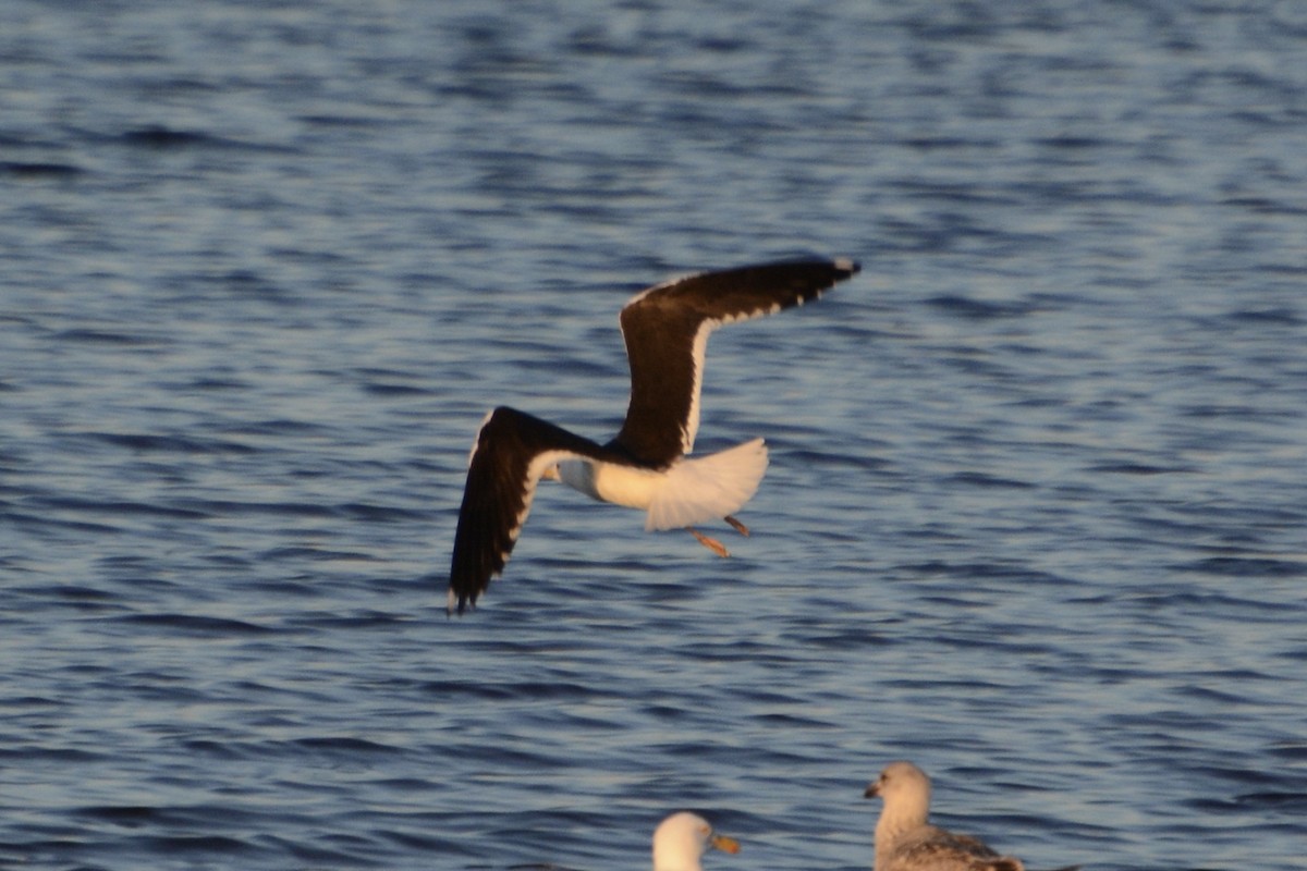 Lesser Black-backed Gull - Anton Kornilov