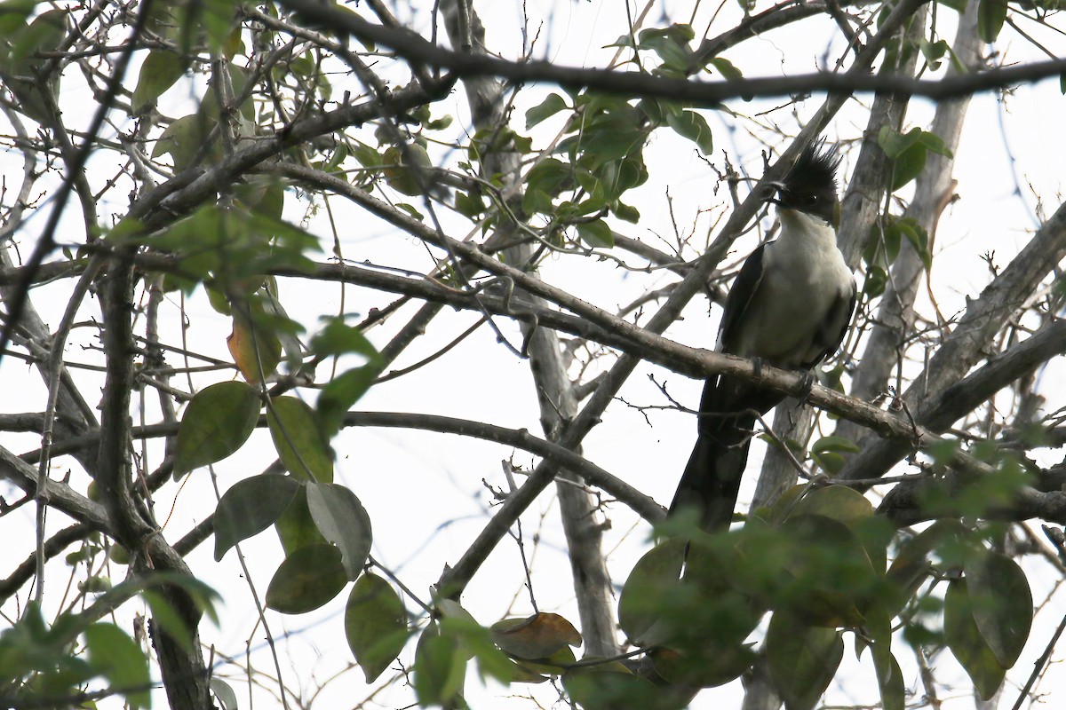 Pied Cuckoo - ML619275544