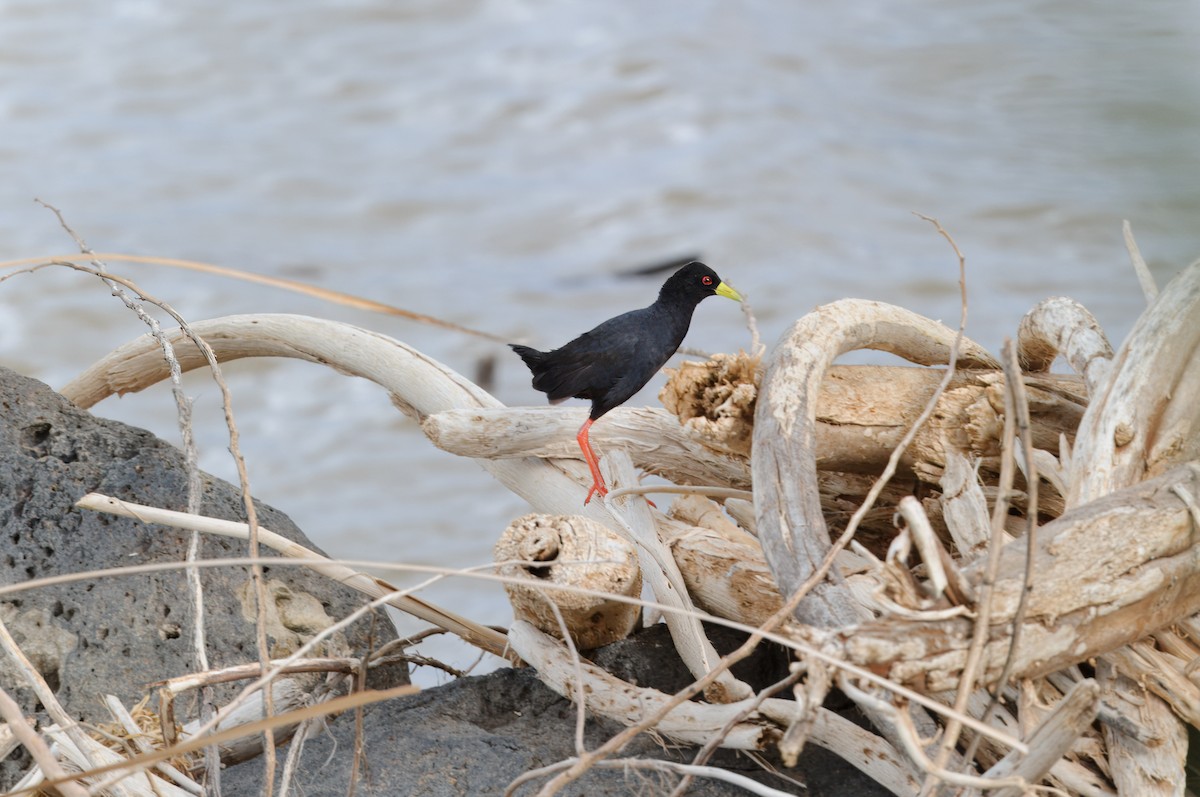 Polluela Negra Africana - ML619275554