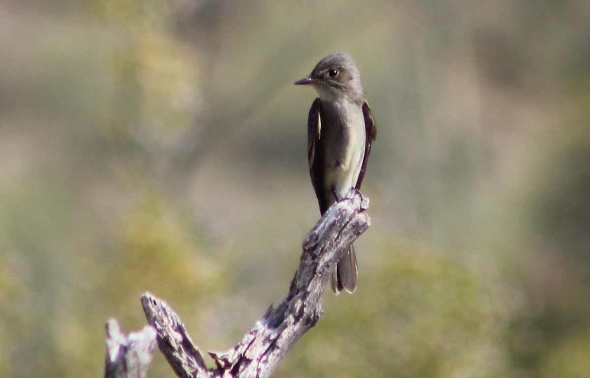 Western Wood-Pewee - Tommy DeBardeleben