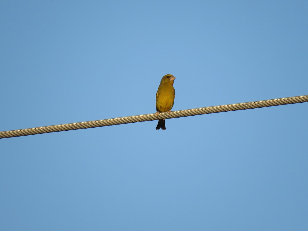 European Greenfinch - ML619275568