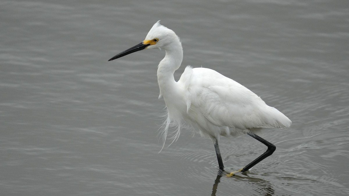 Snowy Egret - Sunil Thirkannad