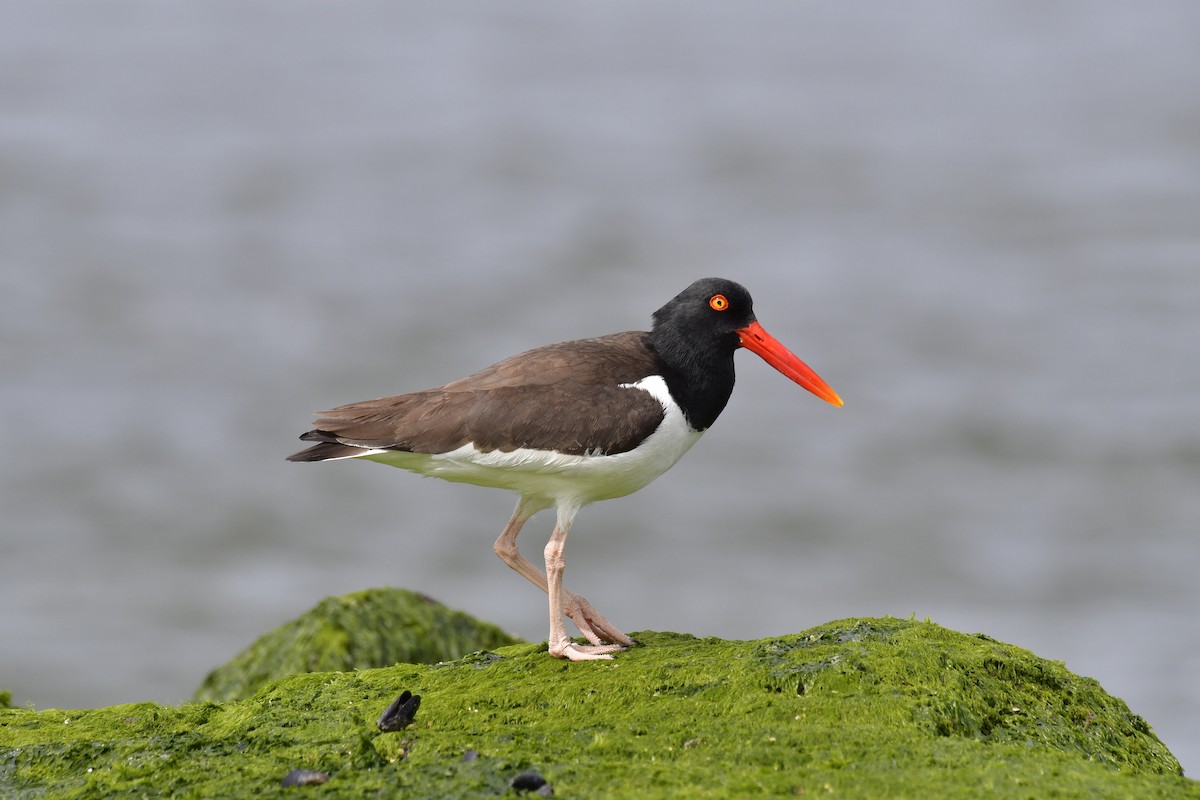 American Oystercatcher - Harrison Calvin