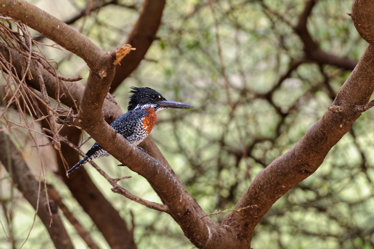 Giant Kingfisher - Prashant Tewari
