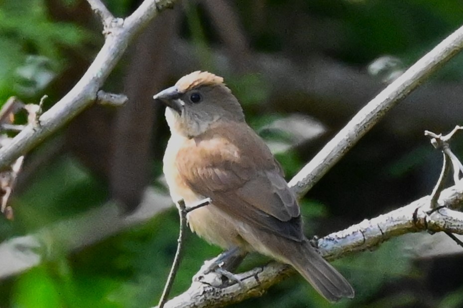 Scaly-breasted Munia - Viktar Ryndzevich