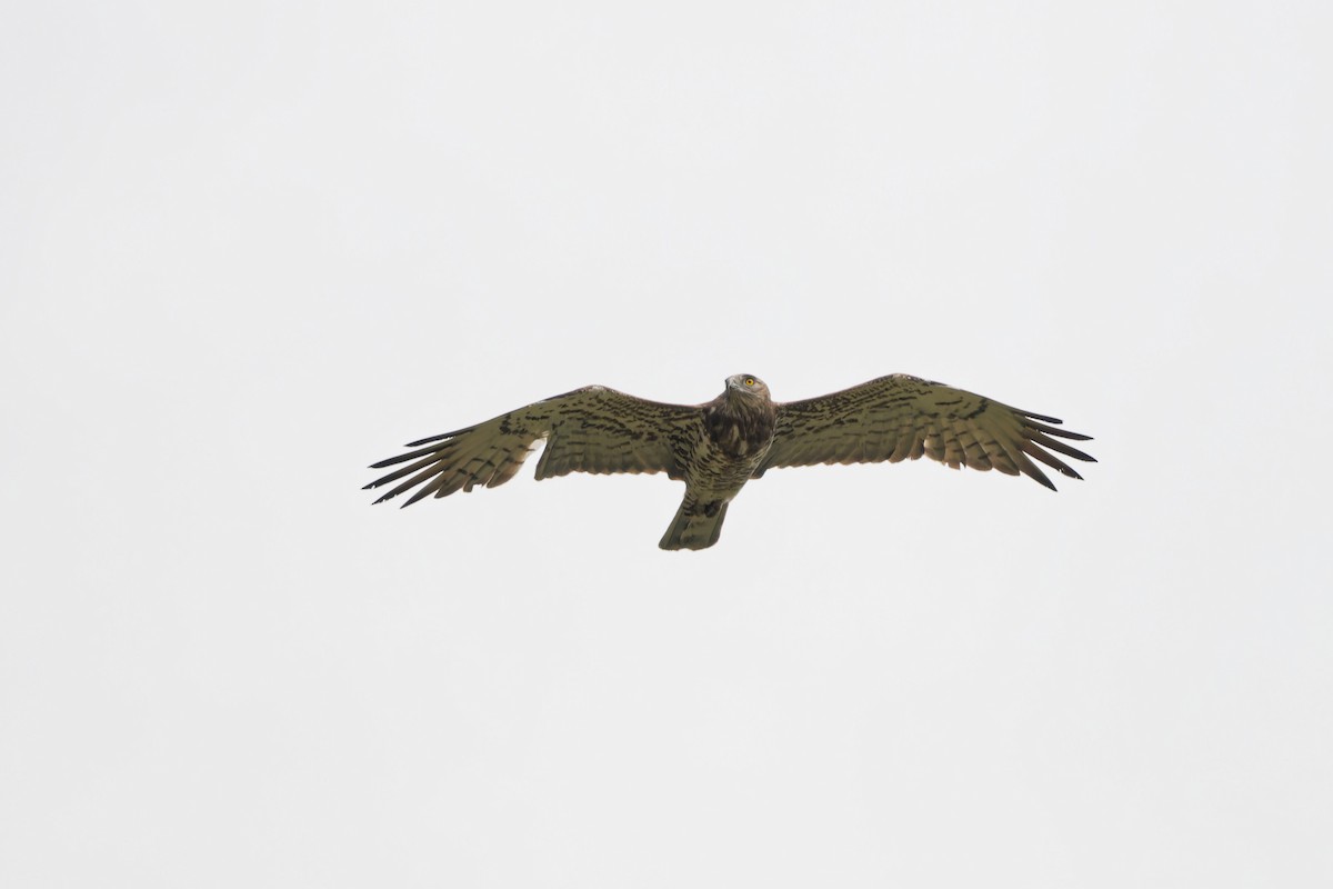 Short-toed Snake-Eagle - Andrew Jarwick