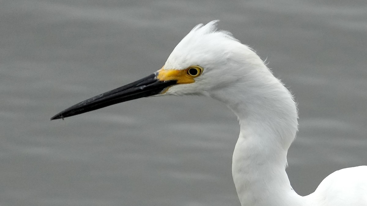 Snowy Egret - ML619275592