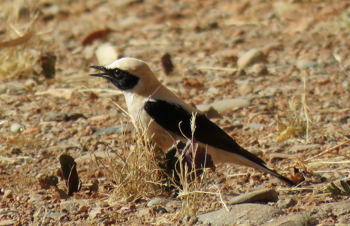 Western Black-eared Wheatear - ML619275595