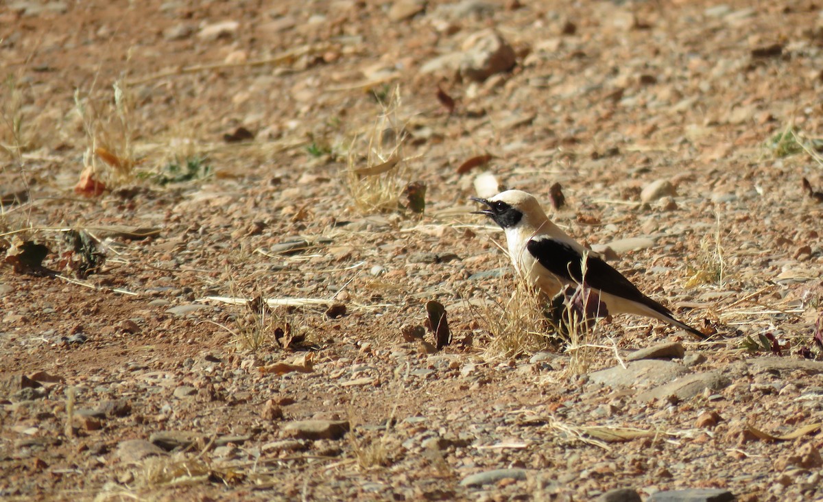 Western Black-eared Wheatear - ML619275596