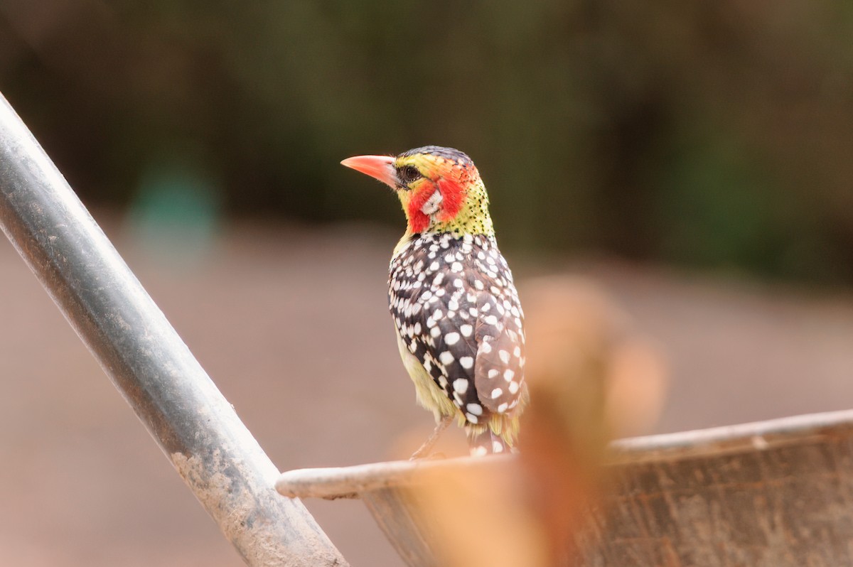 Red-and-yellow Barbet - ML619275601
