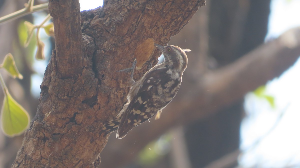 Brown-capped Pygmy Woodpecker - Sujay Biswas