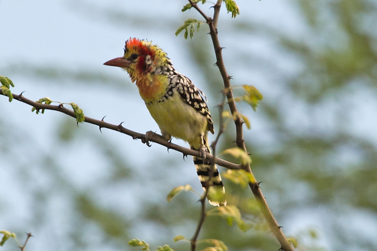 Red-and-yellow Barbet - ML619275610