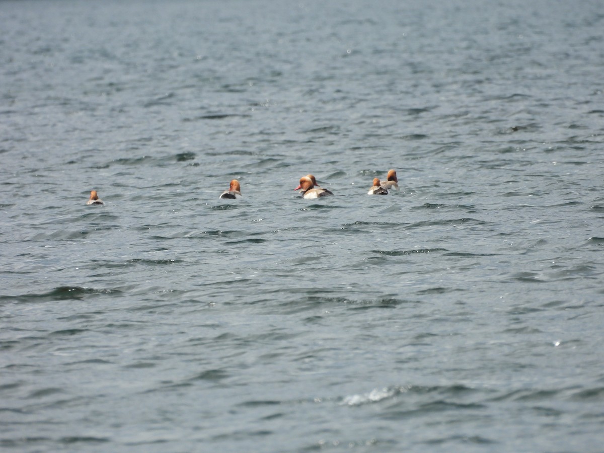 Red-crested Pochard - ML619275613