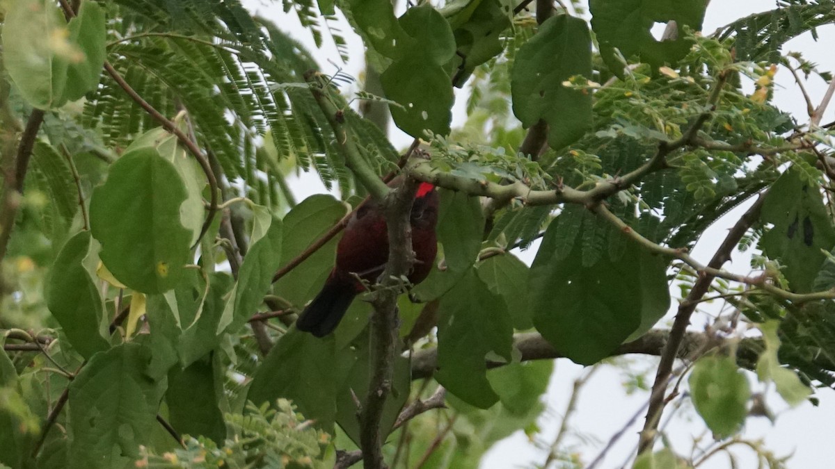 Red-crested Finch - Paul Gössinger