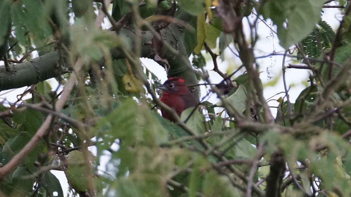 Red-crested Finch - Paul Gössinger