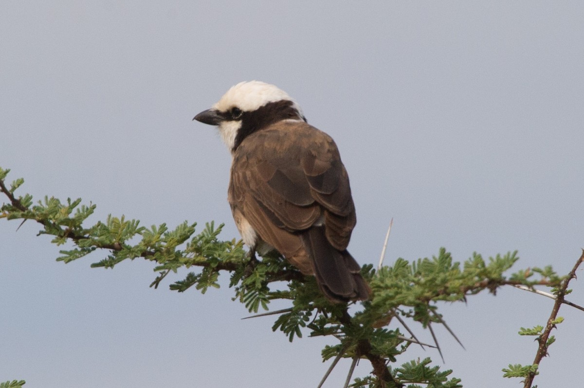 White-rumped Shrike - Prashant Tewari