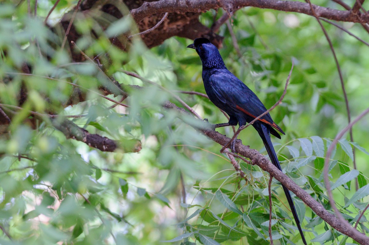 Bristle-crowned Starling - ML619275636