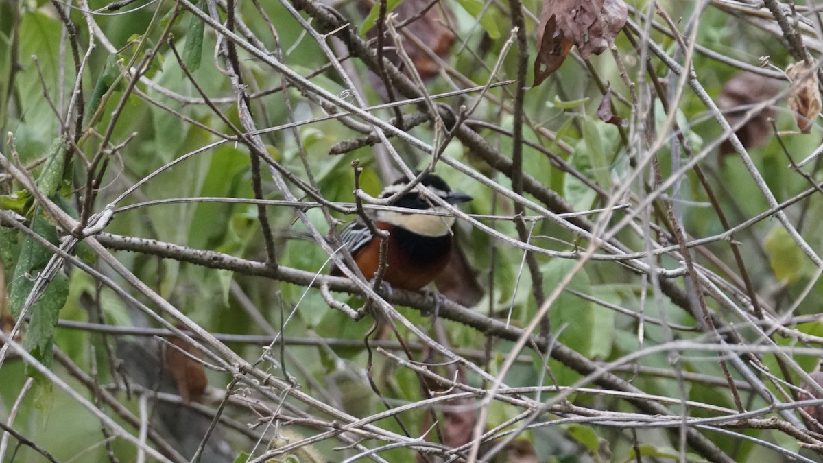 Weißflügel-Bandvogel - ML619275641