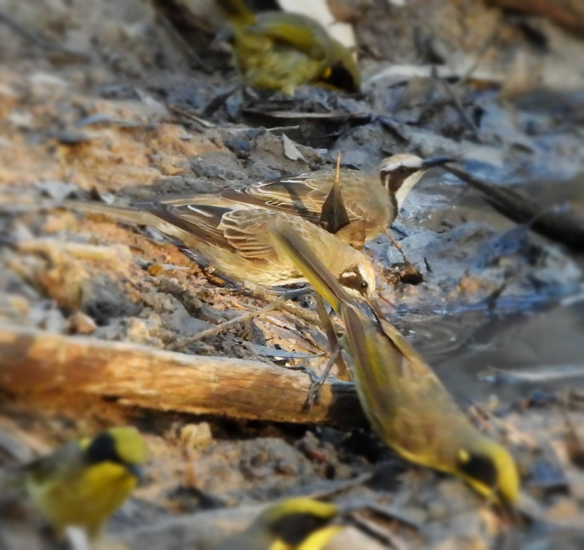 Tawny-crowned Honeyeater - ML619275664