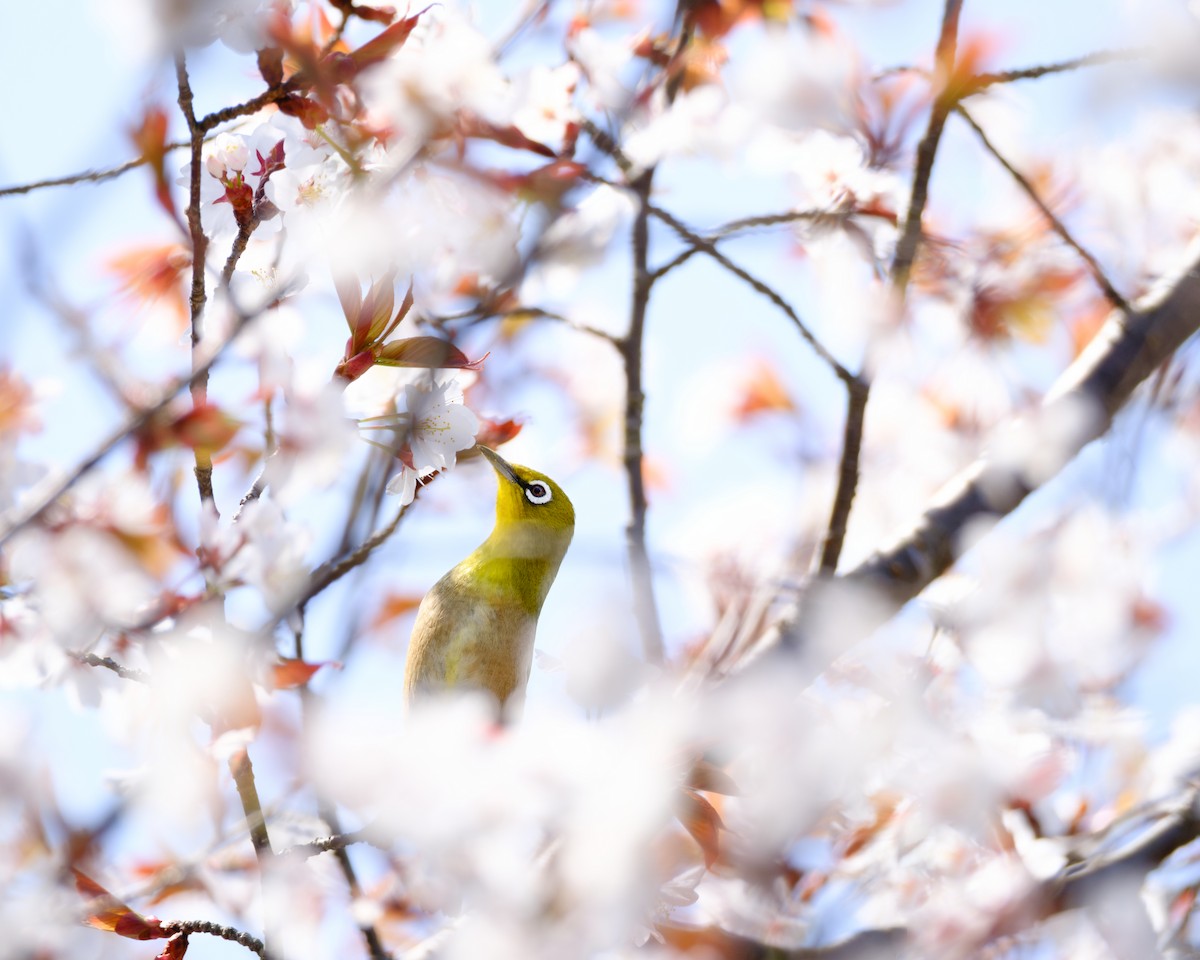 Warbling White-eye - Gregory Tortissier