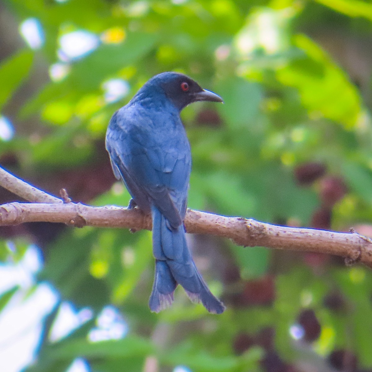 Ashy Drongo - Sujay Biswas