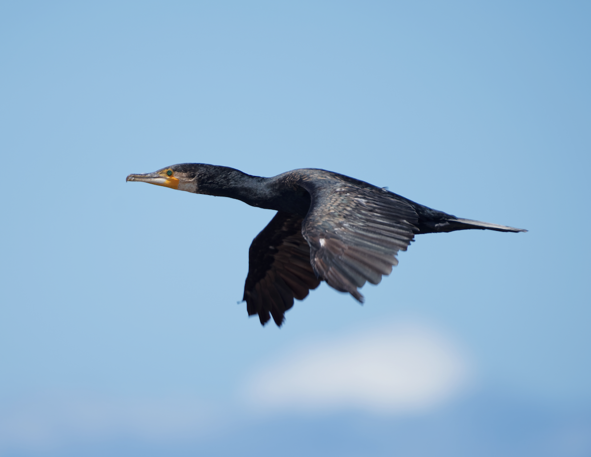 Great Cormorant - ML619275673