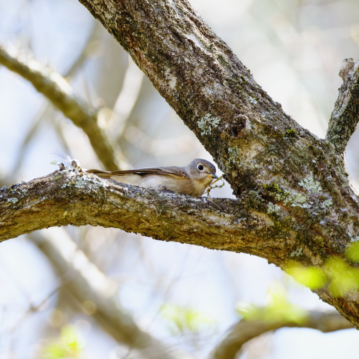 Asian Brown Flycatcher - Gregory Tortissier