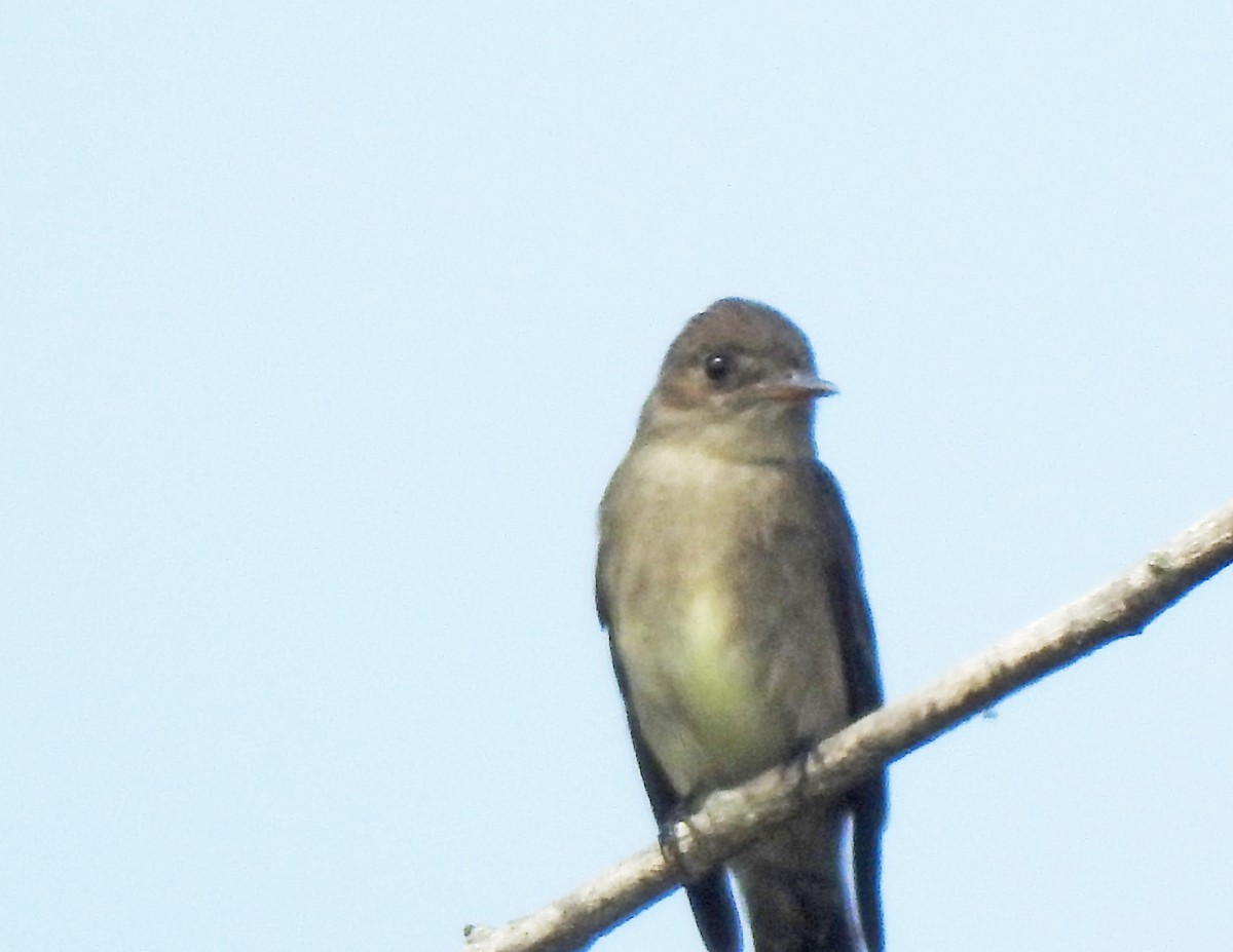 Western Wood-Pewee - Layton Pace