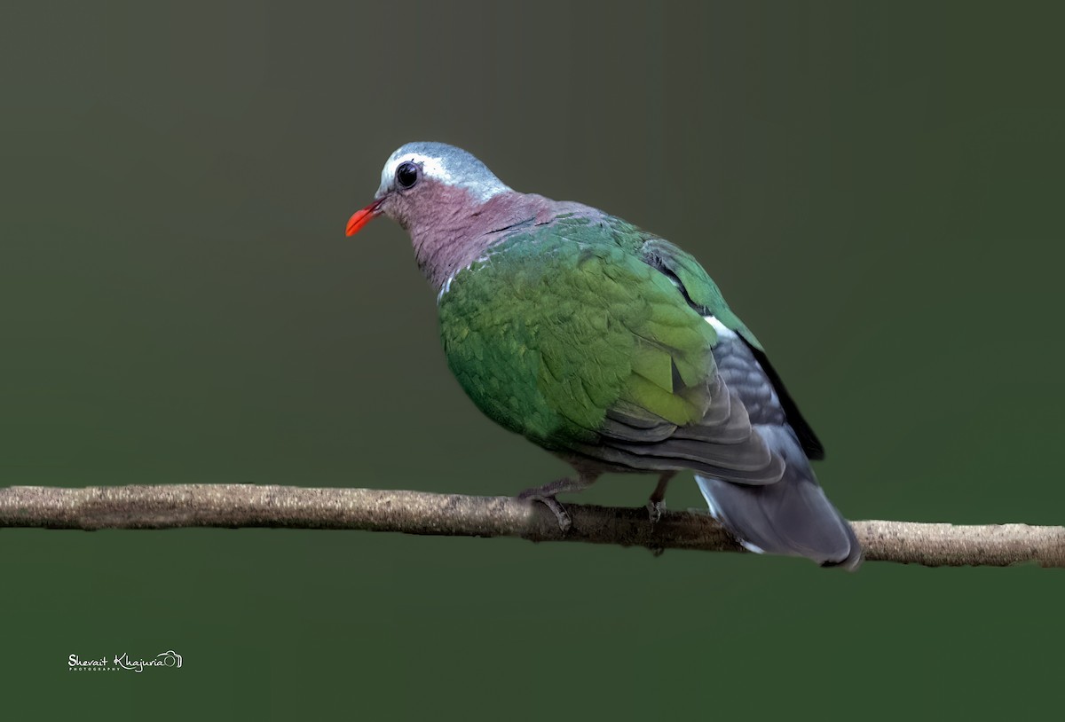 Asian Emerald Dove - Shevait Khajuria