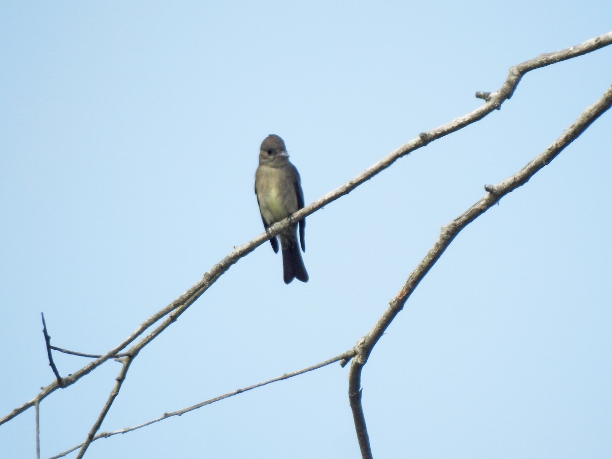 Western Wood-Pewee - Layton Pace