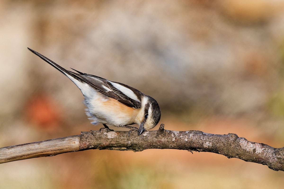 Masked Shrike - Andrew Jarwick