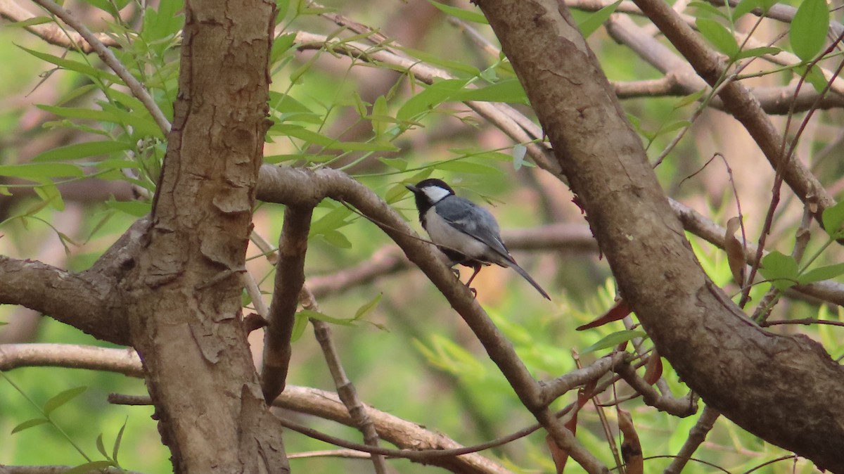 Cinereous Tit - Sujay Biswas