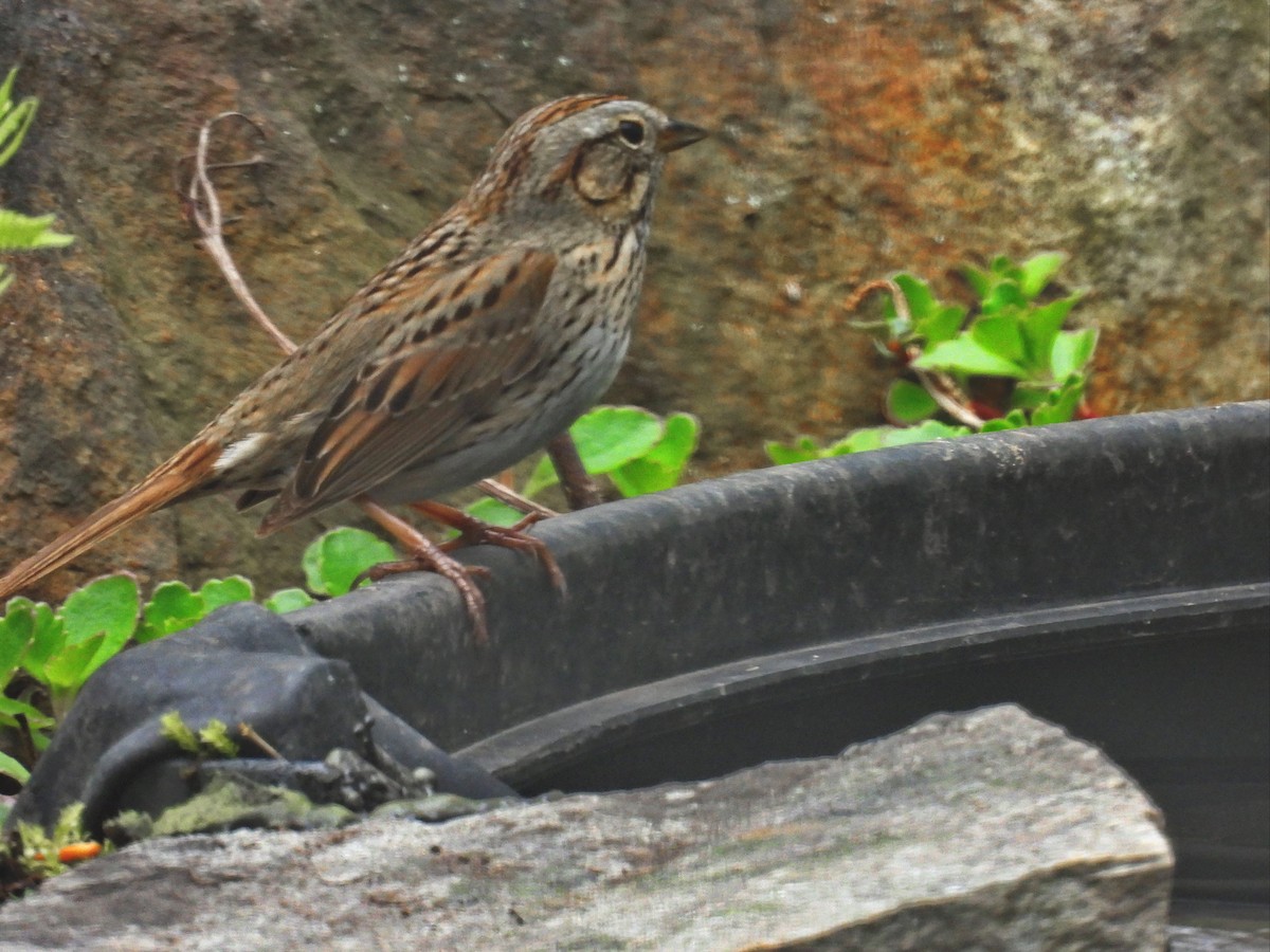 Lincoln's Sparrow - ML619275711