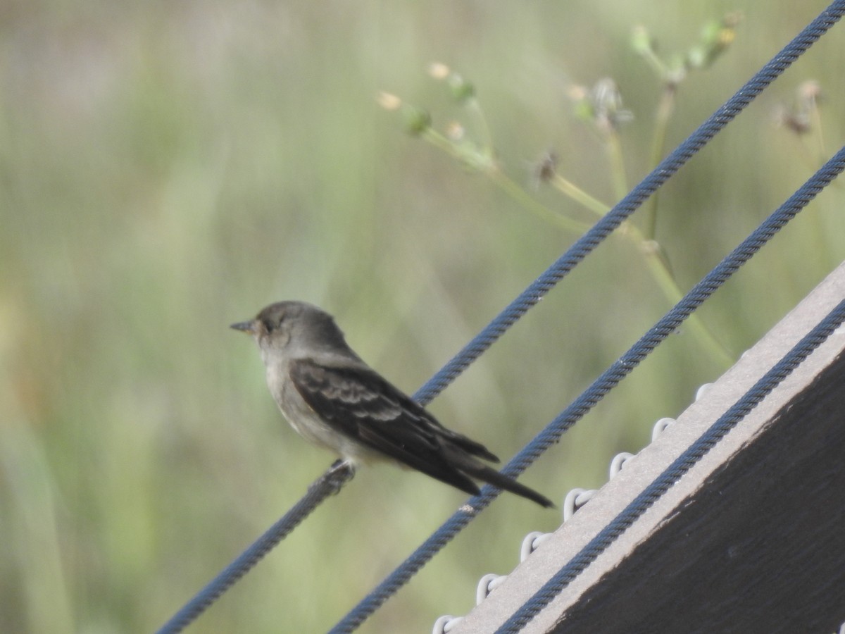 Western Wood-Pewee - Layton Pace