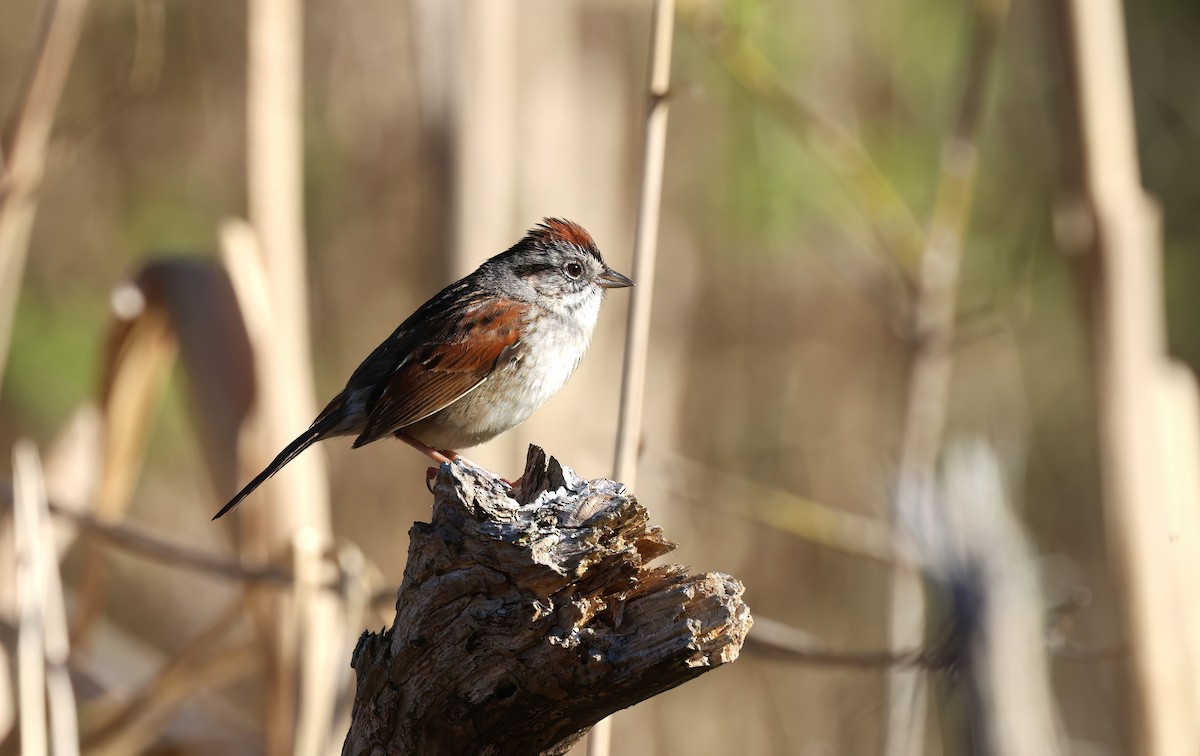 Swamp Sparrow - ML619275722