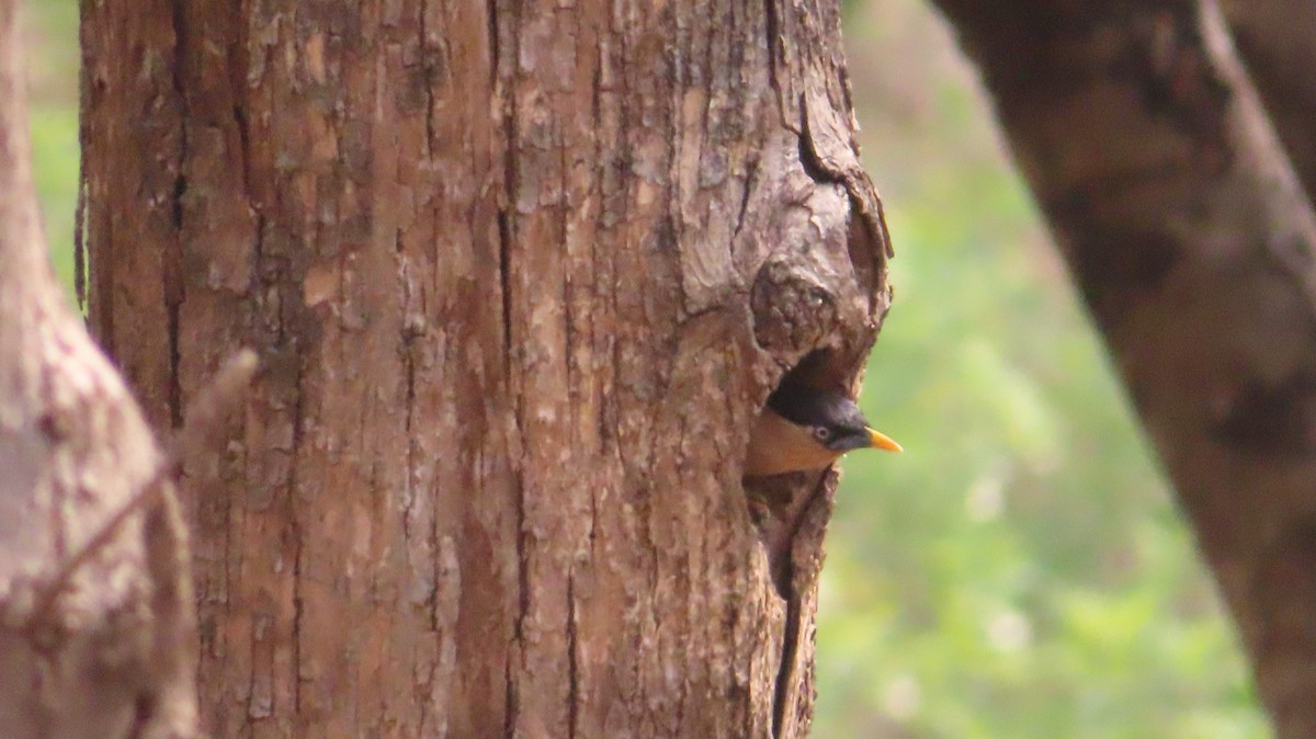 Brahminy Starling - Sujay Biswas