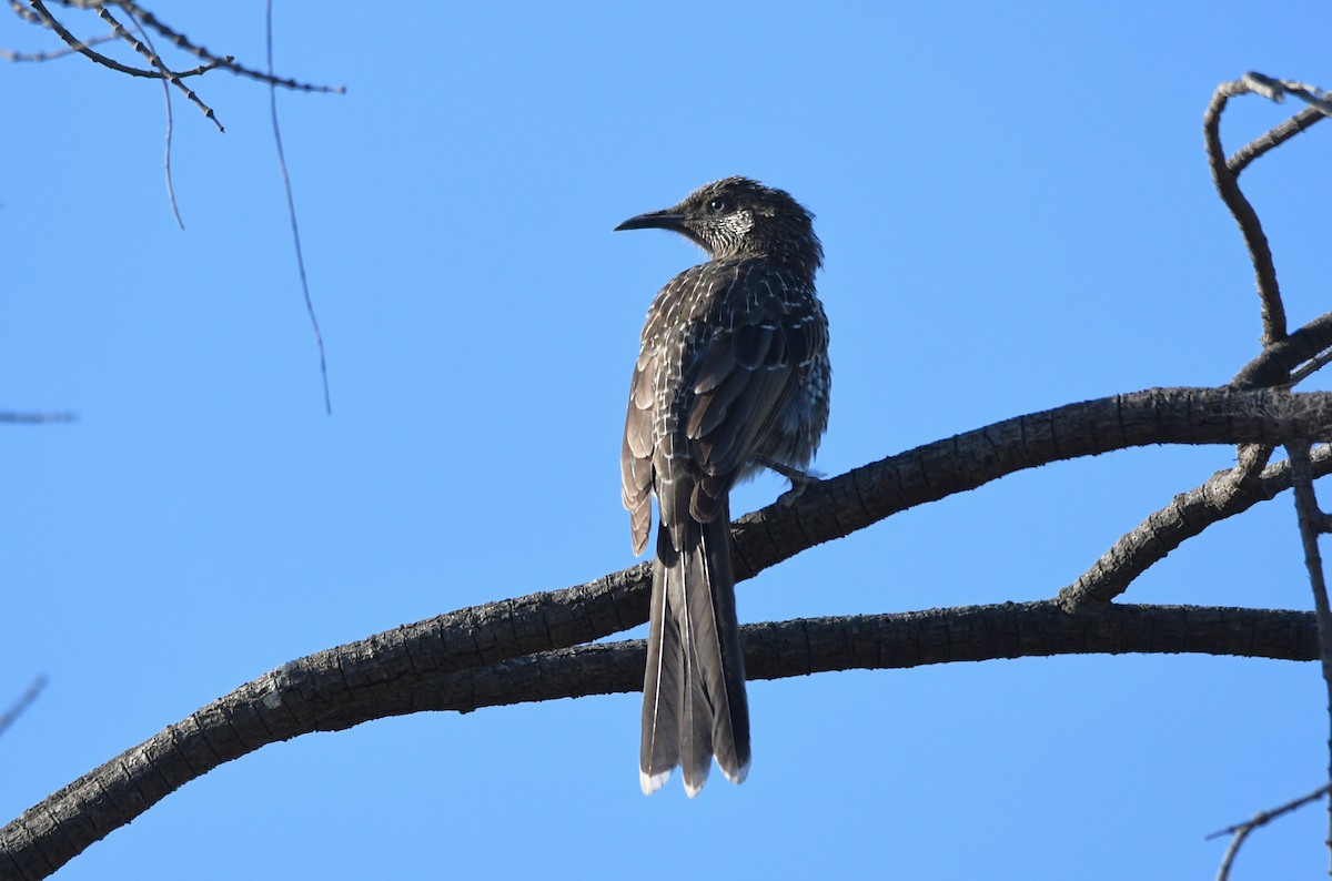 Little Wattlebird - ML619275733