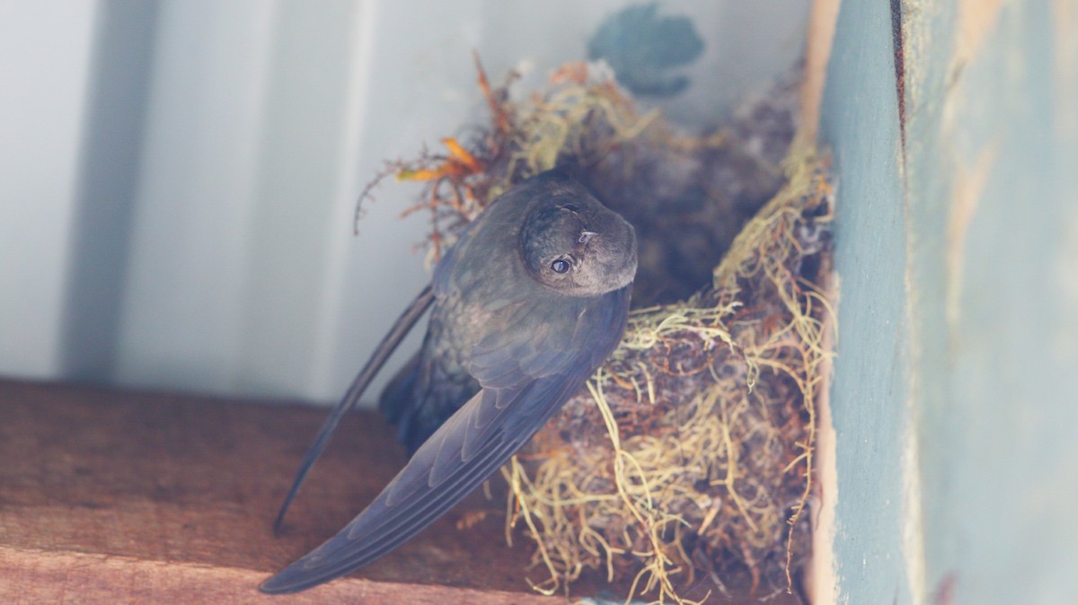 Plume-toed Swiftlet - Joey Tsou